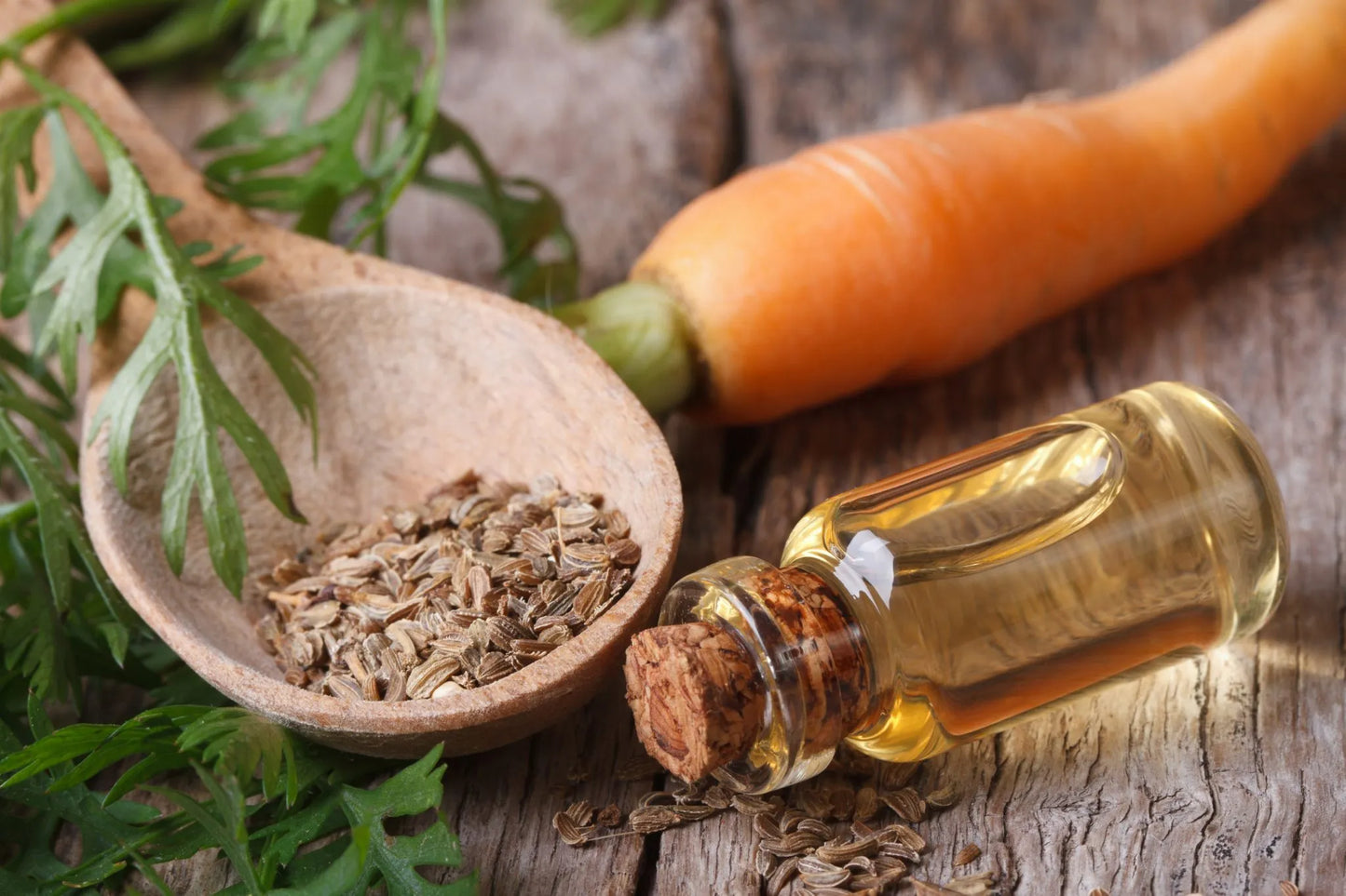 Carrot seed oil in a transparent glass bottle with a cork lid on a wooden table with a wooden spoon of dried carrot seeds and a carrot