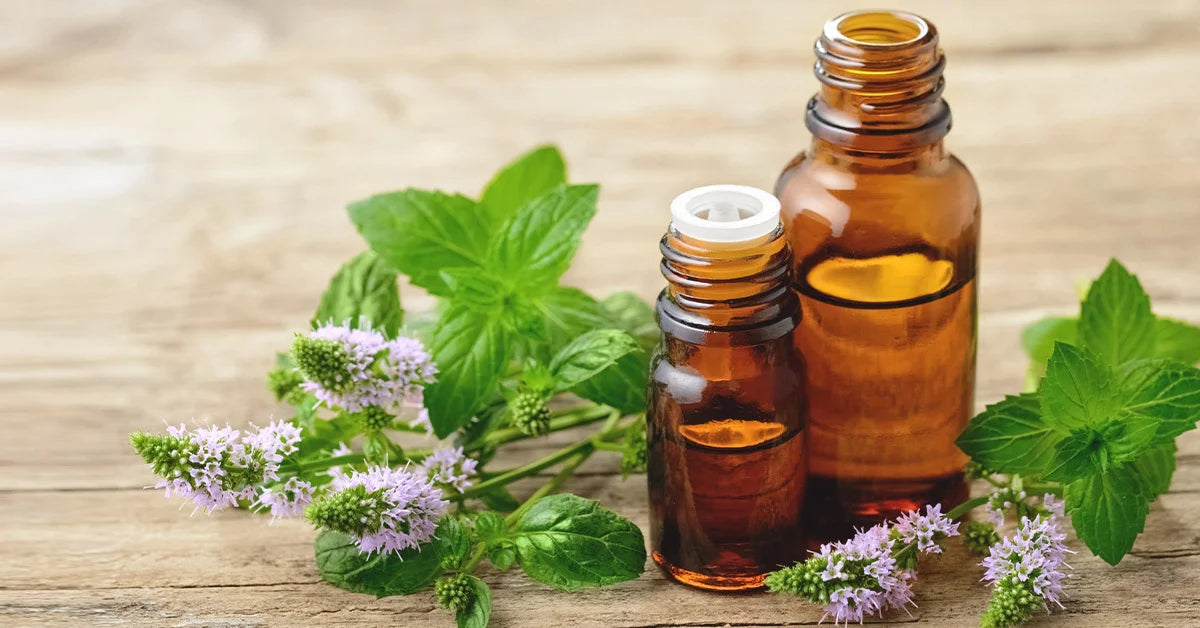 Peppermint essential oil in two amber bottles, one with a euro dropper cap and one without on a wooden surface with peppermint leaves 