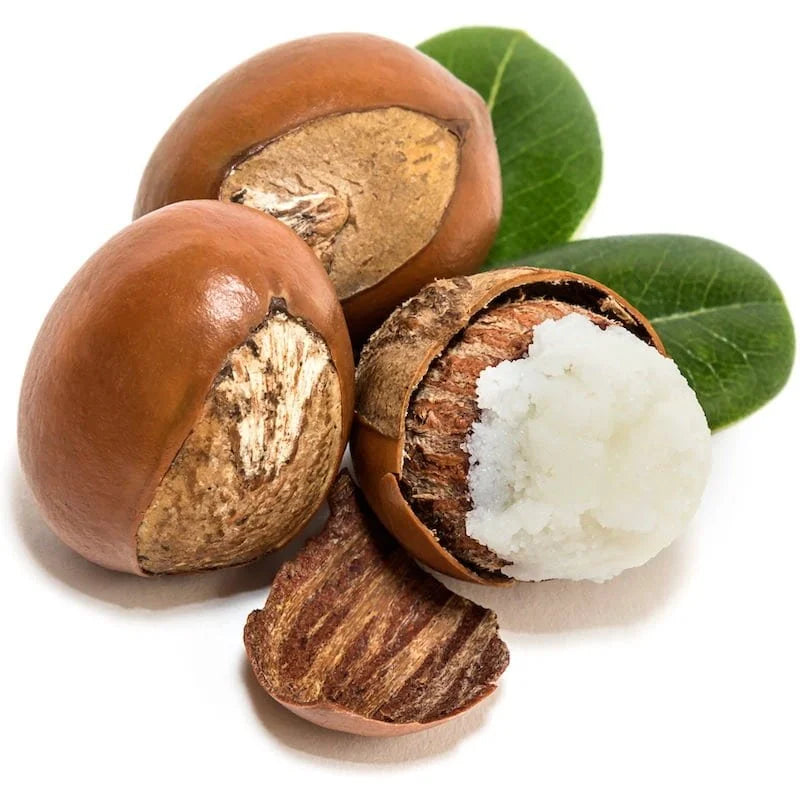 two whole shea nut and one half open shea nut beside shea tree leaves